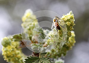 African (killer) honey bee