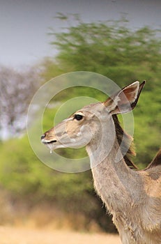 African Kudu Antelope - Blur of Bush