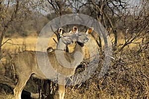 African Kudu Pair