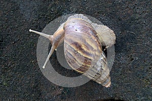 African land snail crawling