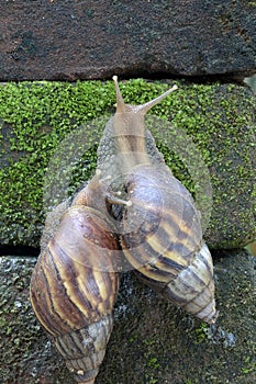 African land snail (two) crawling