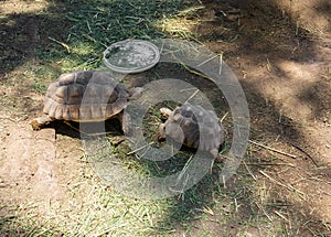 African land tortoise of the species Chelonoidis sulcata inside a zoo, turtle concept