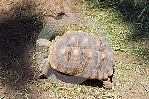 African land tortoise of the species Chelonoidis sulcata inside a zoo, turtle concept