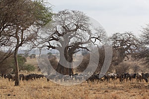 African Landscape