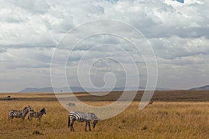 African landscape