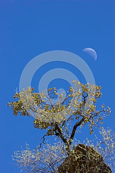 African landscape