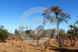 African landscape