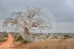 African landscape in Angola, baobab with fruits