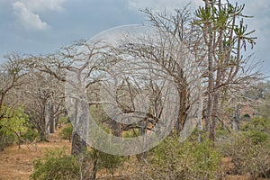 African landscape in Angola, baobab trees and cactus photo