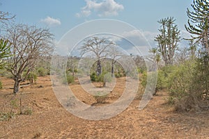 African landscape in Angola, baobab trees and cactus