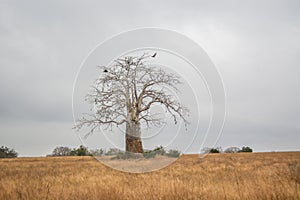 African landscape in Angola, single huge baobab