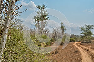 African landscape in Angola, tall cactus photo