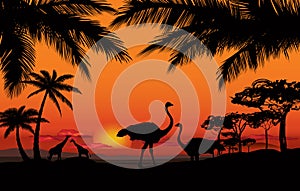 African landscape animal silhouette. Sunset background