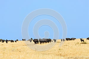 African landscape with antelopes gnu