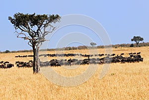 African landscape with antelopes gnu