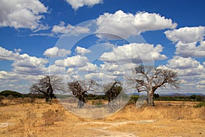 African landscape with baobab trees