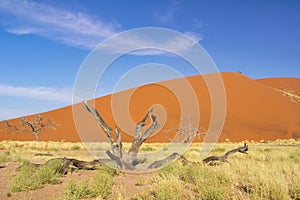 African landscape, beautiful sunset dunes, trees of Namib desert, Sossusvlei, Namibia, South Africa