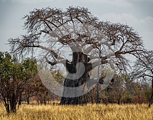 African landscape with big baobab tree