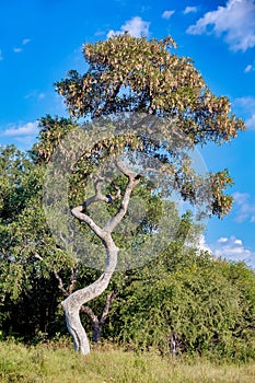 African landscape, Bwabwata, Namibia