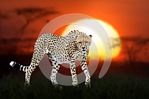 African landscape with close cheetah and big sun