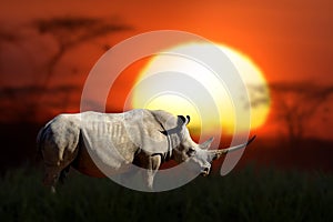 African landscape with close rhino and big sun