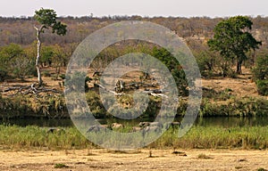 African landscape. Elephants