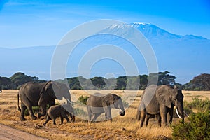 African landscape with elephants and Kilimanjaro Mountain