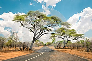 African landscape with empty road and trees in Zimbabwe