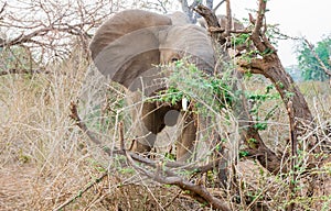 African landscape with foraging elephant