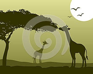 African Landscape & Giraffes photo