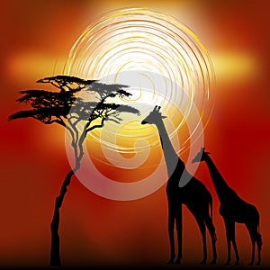 African landscape with giraffes.