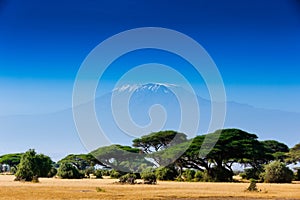 African landscape with Kilimanjaro Mountain