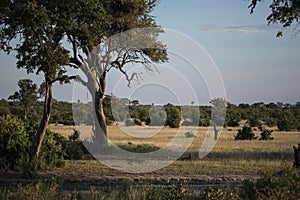 African landscape in the Kruger national Park