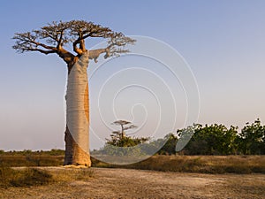 African landscape with majestic baobab tree, Morondava, Madagascar