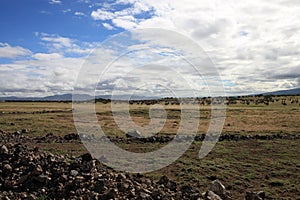 African landscape with migrating wildebeest photo