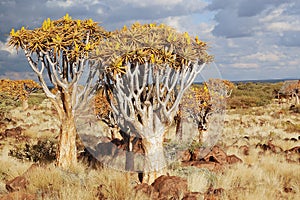 African landscape of quiver tree forest, kokerbooms in Namibia, nature of Africa