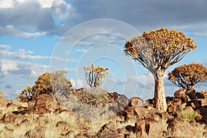 African landscape of quiver tree forest, kokerbooms in Namibia, nature of Africa