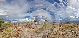 African landscape with Quivertree forest and granite rocks with dramatic sky. Namibia photo