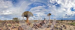 African landscape with Quivertree forest and granite rocks with dramatic sky. Namibia photo