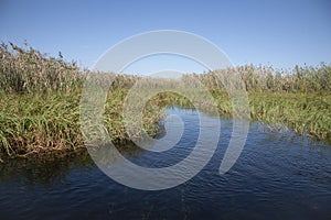 African Landscape: Reeds Along the Delta River