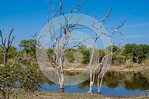 african landscape and river in UAR, Kruger's park