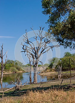 African landscape and river in UAR, Kruger's park