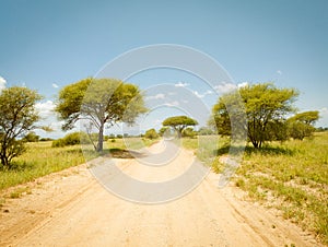 African landscape road during safari drive in Tarangire National Park, Tanzania