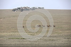 African landscape while in safari