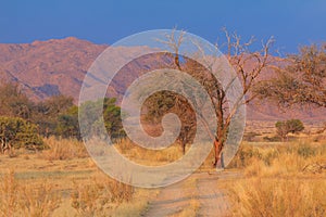 African landscape, savannah during beautiful sunset. Solitaire, Namibia