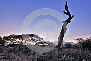 African landscape at sunset. Against the background of a pink and lilac sky, a silhouette of a dry tree trunk.