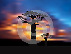 The African Landscape, Sunset, Baobab
