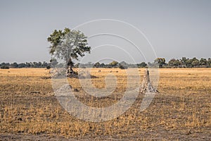 African Landscape with Termite Mound and Tree, Moremi Game Reserve, Okavango Delta, Botswana, Africa