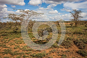 African landscape with a tree Kenya