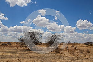 African landscape. Two bushes in savanna